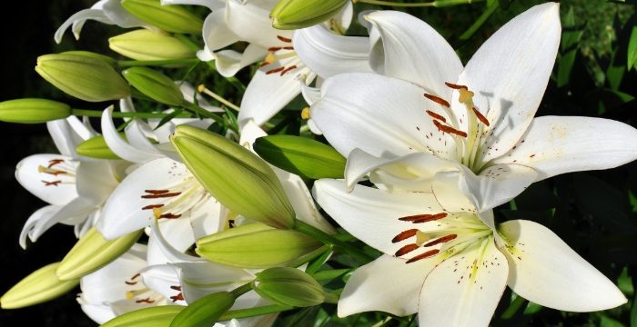 Hướng dẫn chi tiết cách cắm hoa ly tại nhà đẹp và đơn giản